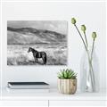 Picture of Lone Horse  _GroupedProduct_Rectangle_Landscape_Photography _GroupedProduct_Rectangle_Landscape_Unframed_Print_Only_