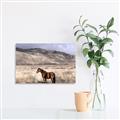 Picture of Lone Horse  _GroupedProduct_Rectangle_Landscape_Photography _GroupedProduct_Rectangle_Landscape_Unframed_Print_Only_