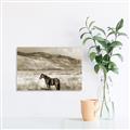 Picture of Lone Horse  _GroupedProduct_Rectangle_Landscape_Photography _GroupedProduct_Rectangle_Landscape_Unframed_Print_Only_