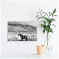 Picture of Lone Horse  _GroupedProduct_Rectangle_Landscape_Photography _GroupedProduct_Rectangle_Landscape_Unframed_Print_Only_