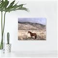 Picture of Lone Horse  _GroupedProduct_Rectangle_Landscape_Photography _GroupedProduct_Rectangle_Landscape_Unframed_Print_Only_