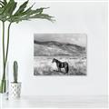 Picture of Lone Horse  _GroupedProduct_Rectangle_Landscape_Photography _GroupedProduct_Rectangle_Landscape_Unframed_Print_Only_