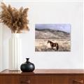 Picture of Lone Horse  _GroupedProduct_Rectangle_Landscape_Photography _GroupedProduct_Rectangle_Landscape_Unframed_Print_Only_