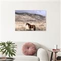 Picture of Lone Horse  _GroupedProduct_Rectangle_Landscape_Photography _GroupedProduct_Rectangle_Landscape_Unframed_Print_Only_