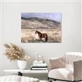 Picture of Lone Horse  _GroupedProduct_Rectangle_Landscape_Photography _GroupedProduct_Rectangle_Landscape_Unframed_Print_Only_