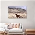 Picture of Lone Horse  _GroupedProduct_Rectangle_Landscape_Photography _GroupedProduct_Rectangle_Landscape_Unframed_Print_Only_