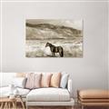 Picture of Lone Horse  _GroupedProduct_Rectangle_Landscape_Photography _GroupedProduct_Rectangle_Landscape_Unframed_Print_Only_