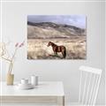 Picture of Lone Horse  _GroupedProduct_Rectangle_Landscape_Photography _GroupedProduct_Rectangle_Landscape_Unframed_Print_Only_