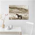 Picture of Lone Horse  _GroupedProduct_Rectangle_Landscape_Photography _GroupedProduct_Rectangle_Landscape_Unframed_Print_Only_