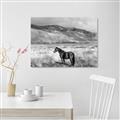 Picture of Lone Horse  _GroupedProduct_Rectangle_Landscape_Photography _GroupedProduct_Rectangle_Landscape_Unframed_Print_Only_
