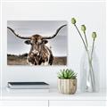Picture of Longhorn Bull _GroupedProduct_Rectangle_Landscape_Photography _GroupedProduct_Rectangle_Landscape_Unframed_Print_Only_