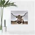 Picture of Longhorn Bull _GroupedProduct_Rectangle_Landscape_Photography _GroupedProduct_Rectangle_Landscape_Unframed_Print_Only_