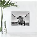Picture of Longhorn Bull _GroupedProduct_Rectangle_Landscape_Photography _GroupedProduct_Rectangle_Landscape_Unframed_Print_Only_