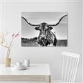 Picture of Longhorn Bull _GroupedProduct_Rectangle_Landscape_Photography _GroupedProduct_Rectangle_Landscape_Unframed_Print_Only_