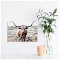Picture of Longhorn Bull II _GroupedProduct_Rectangle_Landscape_Photography _GroupedProduct_Rectangle_Landscape_Unframed_Print_Only_
