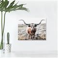 Picture of Longhorn Bull II _GroupedProduct_Rectangle_Landscape_Photography _GroupedProduct_Rectangle_Landscape_Unframed_Print_Only_