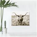 Picture of Longhorn Bull II _GroupedProduct_Rectangle_Landscape_Photography _GroupedProduct_Rectangle_Landscape_Unframed_Print_Only_