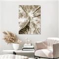 Picture of Look up Birch _GroupedProduct_Rectangle_Portrait_Photography _GroupedProduct_Rectangle_Portrait_Unframed_Print_Only_