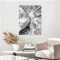 Picture of Look up Birch _GroupedProduct_Rectangle_Portrait_Photography _GroupedProduct_Rectangle_Portrait_Unframed_Print_Only_