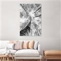 Picture of Look up Birch _GroupedProduct_Rectangle_Portrait_Photography _GroupedProduct_Rectangle_Portrait_Unframed_Print_Only_