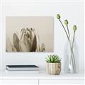 Picture of Mid Bloom _GroupedProduct_Rectangle_Landscape_Photography _GroupedProduct_Rectangle_Landscape_Unframed_Print_Only_