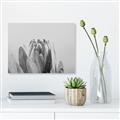 Picture of Mid Bloom _GroupedProduct_Rectangle_Landscape_Photography _GroupedProduct_Rectangle_Landscape_Unframed_Print_Only_