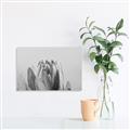 Picture of Mid Bloom _GroupedProduct_Rectangle_Landscape_Photography _GroupedProduct_Rectangle_Landscape_Unframed_Print_Only_