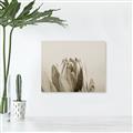 Picture of Mid Bloom _GroupedProduct_Rectangle_Landscape_Photography _GroupedProduct_Rectangle_Landscape_Unframed_Print_Only_