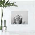 Picture of Mid Bloom _GroupedProduct_Rectangle_Landscape_Photography _GroupedProduct_Rectangle_Landscape_Unframed_Print_Only_