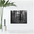 Picture of Mysterious Woods  _GroupedProduct_Rectangle_Landscape_Photography _GroupedProduct_Rectangle_Landscape_Unframed_Print_Only_