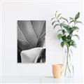 Picture of Sage Leaves  _GroupedProduct_Rectangle_Portrait_Photography _GroupedProduct_Rectangle_Portrait_Unframed_Print_Only_