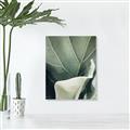 Picture of Sage Leaves  _GroupedProduct_Rectangle_Portrait_Photography _GroupedProduct_Rectangle_Portrait_Unframed_Print_Only_