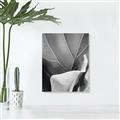 Picture of Sage Leaves  _GroupedProduct_Rectangle_Portrait_Photography _GroupedProduct_Rectangle_Portrait_Unframed_Print_Only_