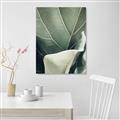 Picture of Sage Leaves  _GroupedProduct_Rectangle_Portrait_Photography _GroupedProduct_Rectangle_Portrait_Unframed_Print_Only_