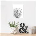 Picture of Soft Protea _GroupedProduct_Rectangle_Portrait_Photography _GroupedProduct_Rectangle_Portrait_Unframed_Print_Only_