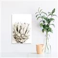 Picture of Soft Protea _GroupedProduct_Rectangle_Portrait_Photography _GroupedProduct_Rectangle_Portrait_Unframed_Print_Only_