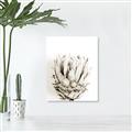 Picture of Soft Protea _GroupedProduct_Rectangle_Portrait_Photography _GroupedProduct_Rectangle_Portrait_Unframed_Print_Only_