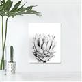 Picture of Soft Protea _GroupedProduct_Rectangle_Portrait_Photography _GroupedProduct_Rectangle_Portrait_Unframed_Print_Only_