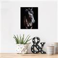 Picture of Stallion _GroupedProduct_Rectangle_Portrait_Photography _GroupedProduct_Rectangle_Portrait_Unframed_Print_Only_