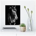 Picture of Stallion _GroupedProduct_Rectangle_Portrait_Photography _GroupedProduct_Rectangle_Portrait_Unframed_Print_Only_