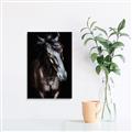 Picture of Stallion _GroupedProduct_Rectangle_Portrait_Photography _GroupedProduct_Rectangle_Portrait_Unframed_Print_Only_