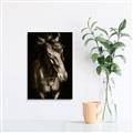 Picture of Stallion _GroupedProduct_Rectangle_Portrait_Photography _GroupedProduct_Rectangle_Portrait_Unframed_Print_Only_