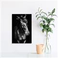 Picture of Stallion _GroupedProduct_Rectangle_Portrait_Photography _GroupedProduct_Rectangle_Portrait_Unframed_Print_Only_