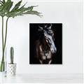 Picture of Stallion _GroupedProduct_Rectangle_Portrait_Photography _GroupedProduct_Rectangle_Portrait_Unframed_Print_Only_