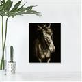 Picture of Stallion _GroupedProduct_Rectangle_Portrait_Photography _GroupedProduct_Rectangle_Portrait_Unframed_Print_Only_
