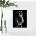 Picture of Stallion _GroupedProduct_Rectangle_Portrait_Photography _GroupedProduct_Rectangle_Portrait_Unframed_Print_Only_