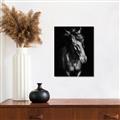 Picture of Stallion _GroupedProduct_Rectangle_Portrait_Photography _GroupedProduct_Rectangle_Portrait_Unframed_Print_Only_