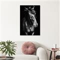 Picture of Stallion _GroupedProduct_Rectangle_Portrait_Photography _GroupedProduct_Rectangle_Portrait_Unframed_Print_Only_