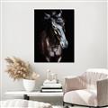 Picture of Stallion _GroupedProduct_Rectangle_Portrait_Photography _GroupedProduct_Rectangle_Portrait_Unframed_Print_Only_