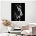 Picture of Stallion _GroupedProduct_Rectangle_Portrait_Photography _GroupedProduct_Rectangle_Portrait_Unframed_Print_Only_